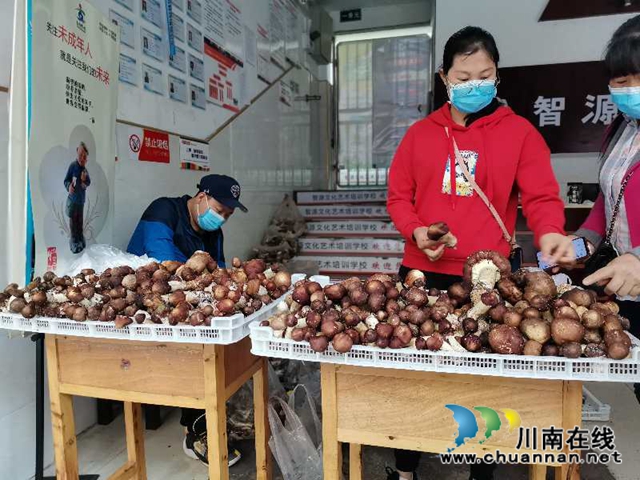 线上鲜销+线下加工 泸县大球盖菇脱贫路上不掉价(图3) 线上鲜销+线下加工 泸县大球盖菇脱贫路上不掉价(图3)