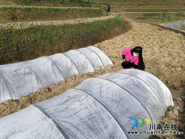 合江县先滩镇阳关村怎么发展?他们来支招(图3) 合江县先滩镇阳关村怎么发展?他们来支招(图3)