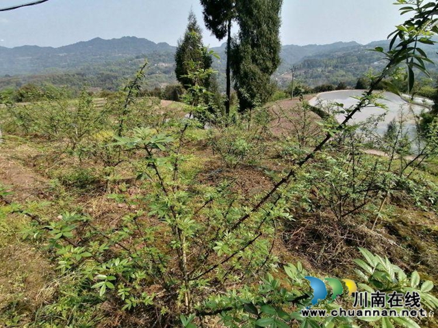 合江县先滩镇阳关村怎么发展?他们来支招(图4) 合江县先滩镇阳关村怎么发展?他们来支招(图4)