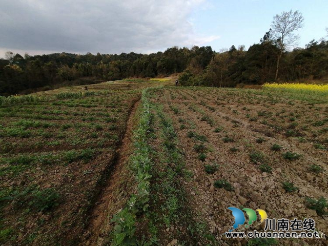 合江县先滩镇阳关村怎么发展?他们来支招(图6) 合江县先滩镇阳关村怎么发展?他们来支招(图6)