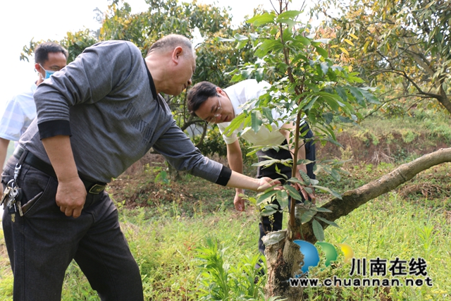 泸县潮河镇开展龙眼产业发展调研
