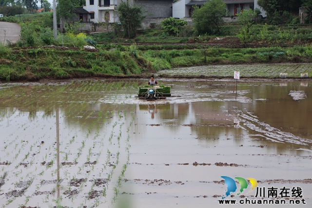 季节不等人，春日胜黄金！泸县水稻机插开始了