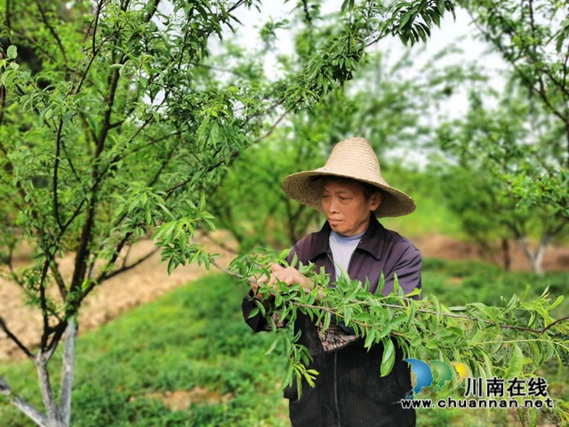 泸县玉蟾街道：李子挂果惹人爱，农户致富有盼头