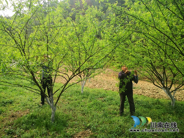 泸县玉蟾街道:李子挂果惹人爱,农户致富有盼头(图2) 泸县玉蟾街道:李子挂果惹人爱,农户致富有盼头(图2)