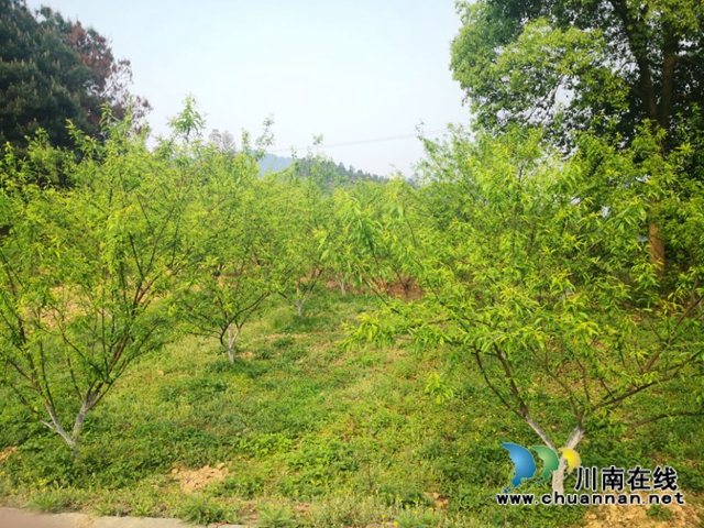 泸县玉蟾街道:李子挂果惹人爱,农户致富有盼头(图7) 泸县玉蟾街道:李子挂果惹人爱,农户致富有盼头(图7)