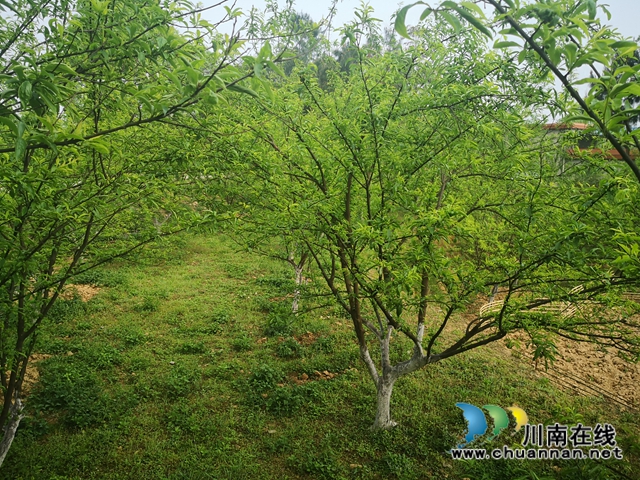 泸县玉蟾街道:李子挂果惹人爱,农户致富有盼头(图4) 泸县玉蟾街道:李子挂果惹人爱,农户致富有盼头(图4)
