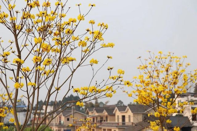 视频丨快来打卡 泸州泸县赏万株日本晚樱、黄花风铃木胜地(图2)