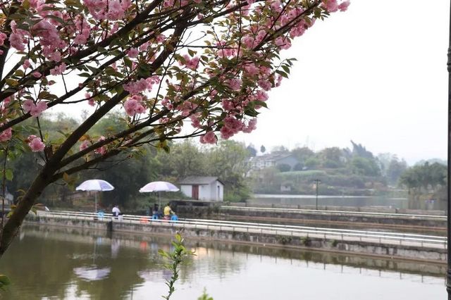 视频丨快来打卡 泸州泸县赏万株日本晚樱、黄花风铃木胜地(图4)