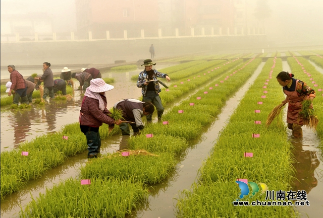 省农科院水稻高粱研究所：试验田里排阵插秧，农民复工播种丰收希望！