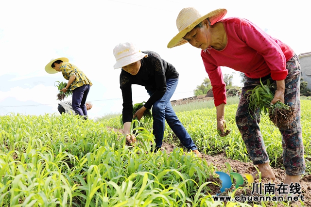 泸州龙马潭： 春色最浓在田间 高粱移栽正当时
