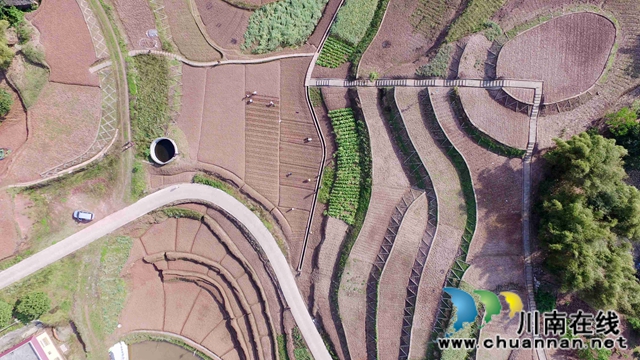 泸州龙马潭： 春色最浓在田间 高粱移栽正当时(图4)