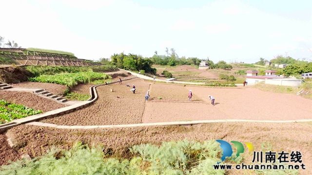 泸州龙马潭： 春色最浓在田间 高粱移栽正当时(图6)