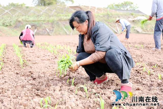 泸州龙马潭： 春色最浓在田间 高粱移栽正当时(图5)