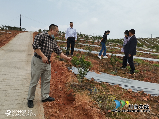 纳溪区行政审批局调研帮扶联系村扶贫产业发展情况