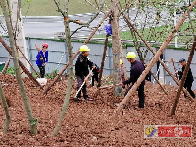 宜宾这个超大森林公园下月完工！风景独特功能丰富，有望成为长江封面(图2)