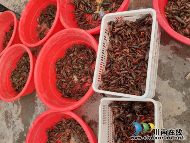 宜宾长兴镇：抢“鲜”上市  致富“稻虾”卖得欢