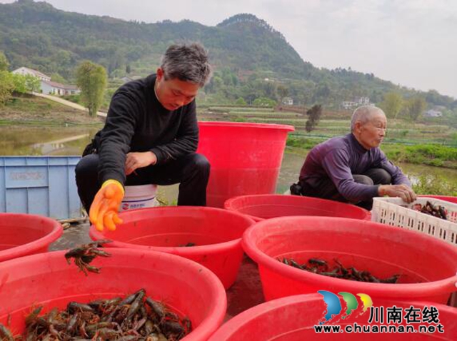 宜宾长兴镇：抢“鲜”上市  致富“稻虾”卖得欢(图2)