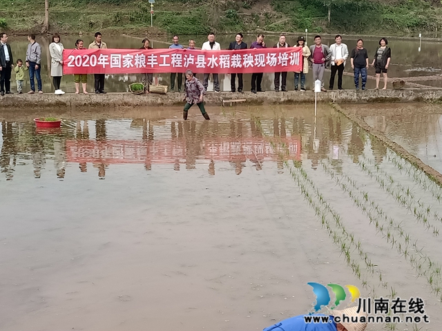 国家水稻体系岗位专家徐富贤指导泸县水稻生产