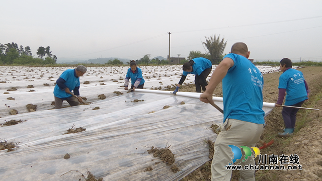引进新种植法  泸县牛滩生姜播种忙