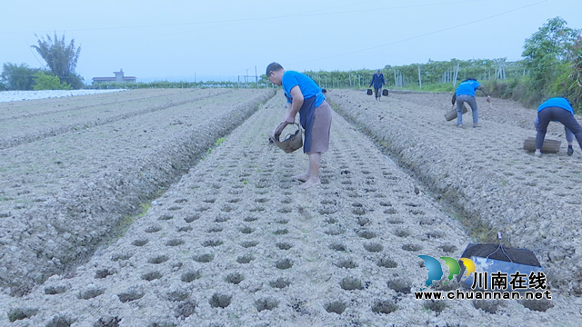 引进新种植法  泸县牛滩生姜播种忙(图5)