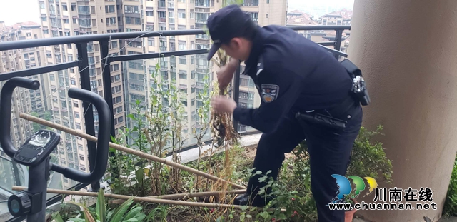 一株也不能有！江阳区华阳街道禁种铲毒在行动