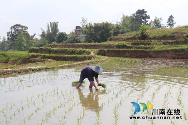 泸县云龙镇：插秧进行时，嫩绿换新颜　