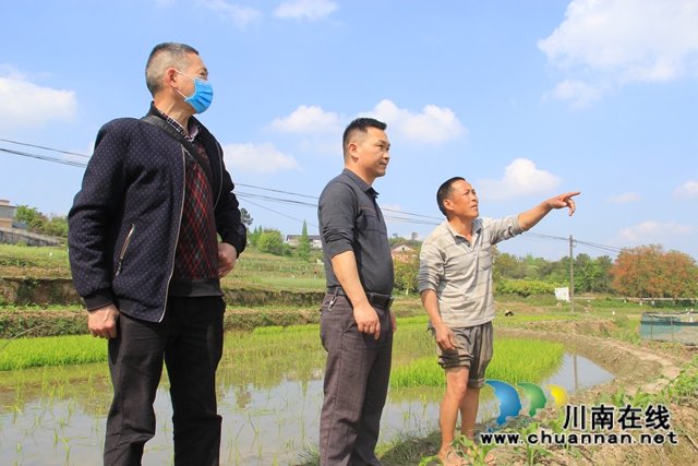 泸县云龙镇：插秧进行时，嫩绿换新颜　(图5)