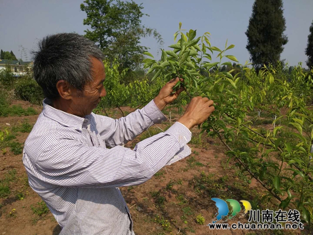 泸县太伏镇：“脱贫李”初结果  贫困户“稳增收”(图2)