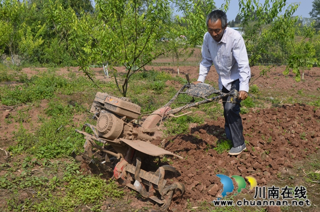 泸县太伏镇：“脱贫李”初结果  贫困户“稳增收”