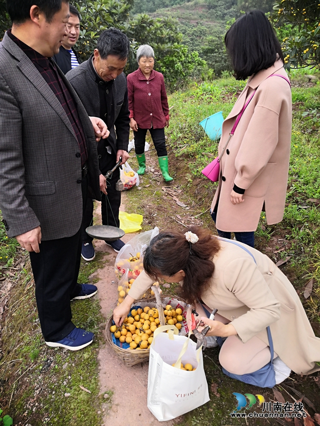 约起来！泸县白龙塔村千亩枇杷熟了！(图19)