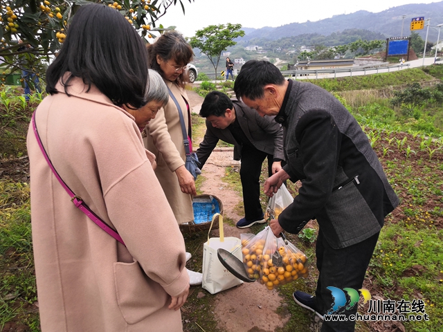 约起来！泸县白龙塔村千亩枇杷熟了！(图20)