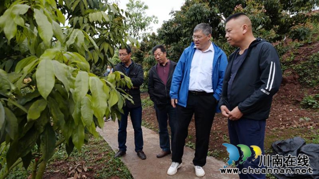 国家荔枝（龙眼）产业技术体系首席科学家考察合江县荔枝产业示范基地(图3)