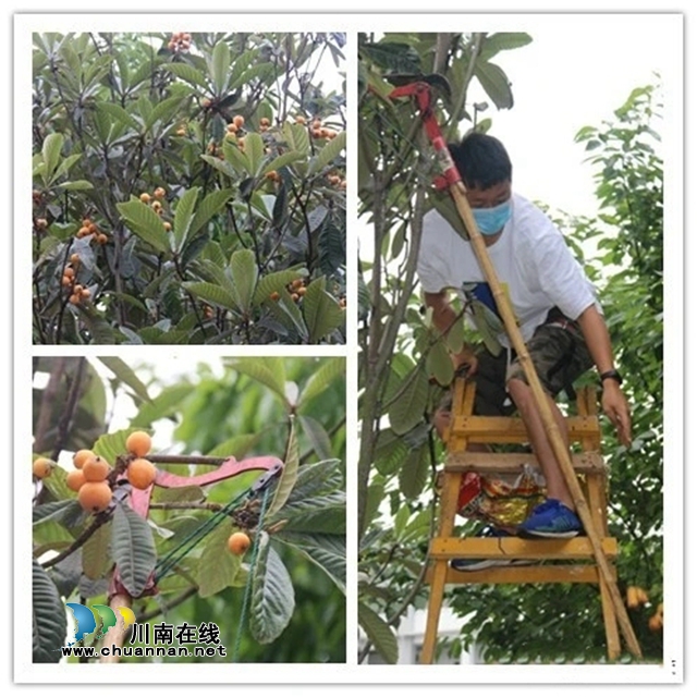 泸县玉蟾街道：高温天里，孩子们为交通劝导员献上鲜花、枇杷(图3)