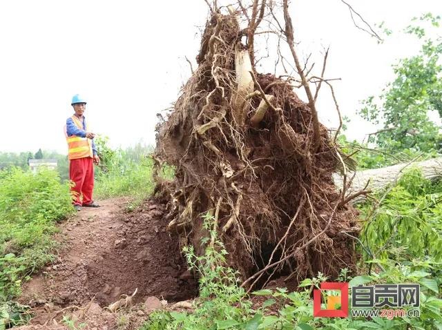 11级大风侵袭自贡！一房屋当场被吹垮(图2)