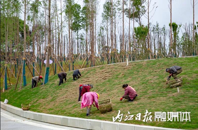 投资15亿、占地2400亩！隆昌大手笔打造隆桥驿城市森林公园(图3)