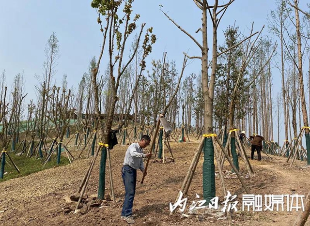 投资15亿、占地2400亩！隆昌大手笔打造隆桥驿城市森林公园(图4)