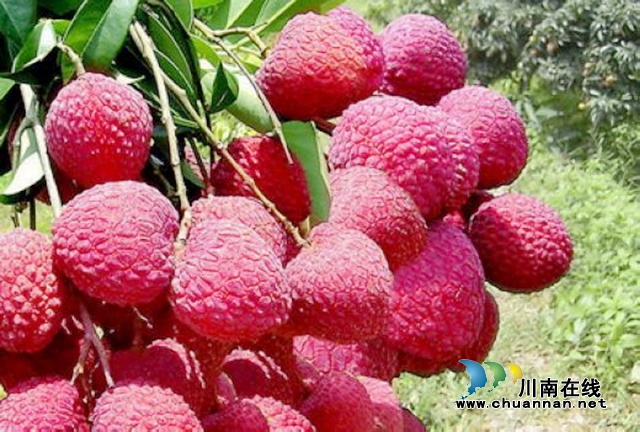 投资3亿元！广东与合江签协议将建3万亩荔枝出口备案基地和荔枝出口加工厂