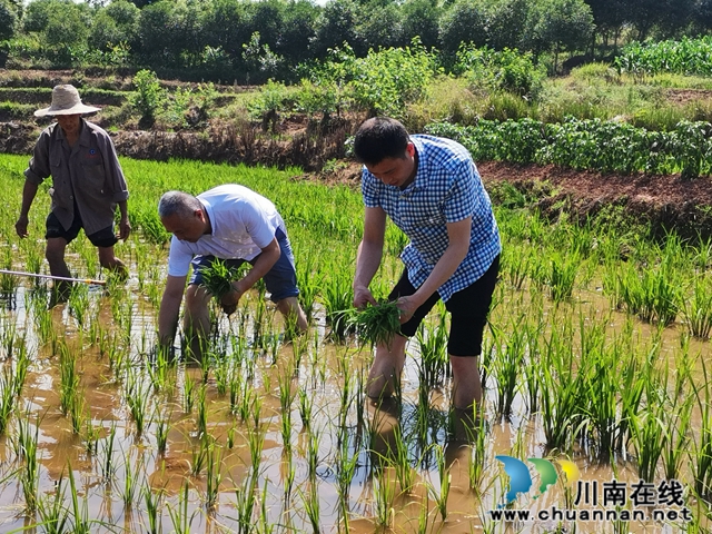 扶贫产业园：泸县奇峰镇村民脱贫致富的聚宝盆！(图3)