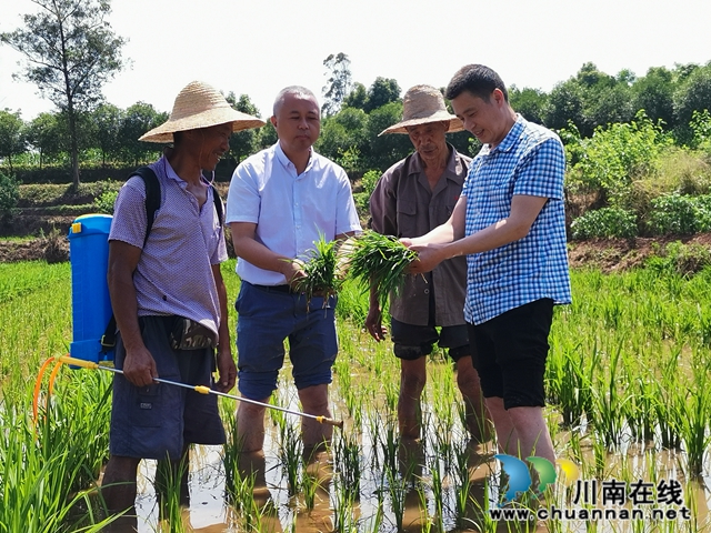 扶贫产业园：泸县奇峰镇村民脱贫致富的聚宝盆！(图4)