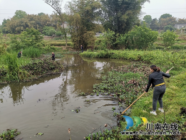 泸县云龙镇:河道治理综合施策,清河护岸持续加力(图4) 泸县云龙镇:河道治理综合施策,清河护岸持续加力(图4)