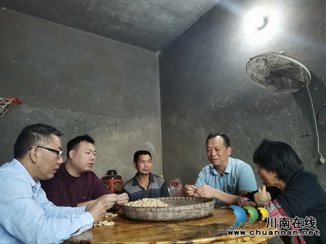 龙眼、芋菊！泸县牛滩镇新嘉村驻村帮扶队有两大脱贫致富法宝