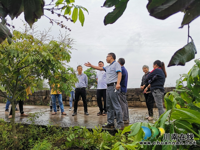龙眼、芋菊！泸县牛滩镇新嘉村驻村帮扶队有两大脱贫致富法宝(图2)
