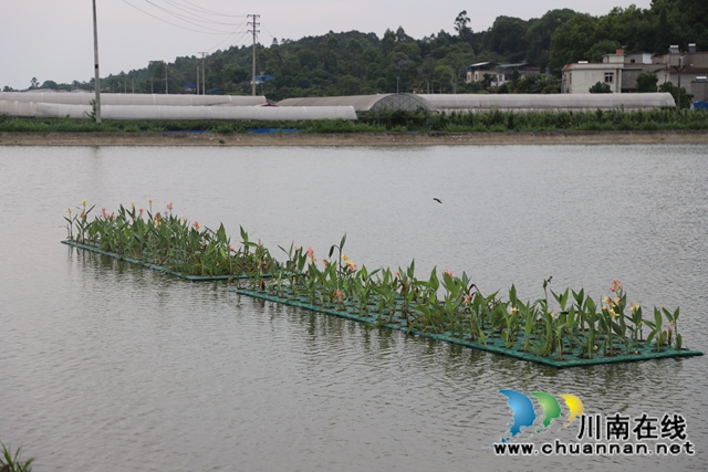 泸县玉蟾街道督导水产养殖污染整治工作(图9)