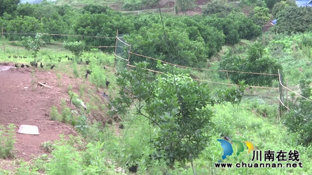 合江县真龙镇：有机肥做主导，农产品更绿色(图3)