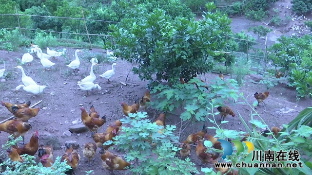 合江县真龙镇：有机肥做主导，农产品更绿色(图2)