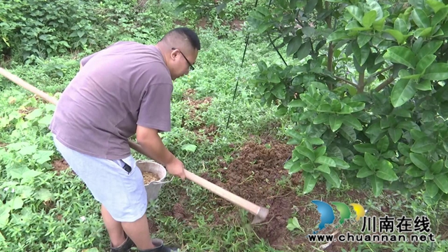 合江县真龙镇：有机肥做主导，农产品更绿色(图6)