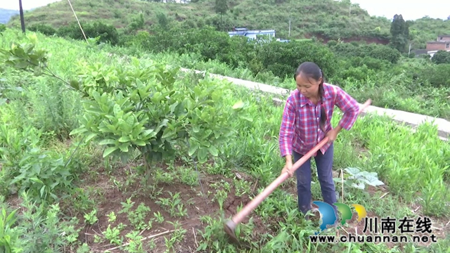 合江县真龙镇：有机肥做主导，农产品更绿色(图5)