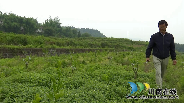 合江回洞桥村：脱贫路上奔小康，乡村振兴向未来(图3)