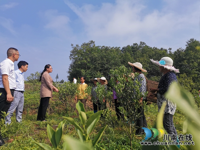 泸县云锦镇冯石村驻村工作队的脱贫答卷(图5)