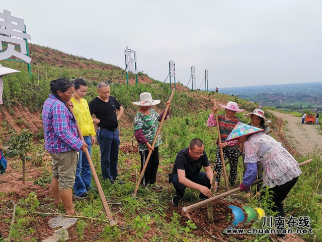 脱贫攻坚 泸县玄滩镇龙凤村飞来“金凤凰”(图5)